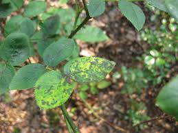 Rose rust is a disease caused by the parasitic fungus phragmidium tuberculatum and some other closely related species. Got Blackspot Get Milk Kevin Lee Jacobs