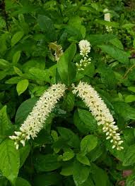 Itea virginica merlot, commonly known as virginia sweetspire merlot merlot is more compact that other virginia sweetspire cultivars and only requires light maintenance and shaping pruning. Peter S Peach Creek Virginia Sweetspire Virginia Willow Plants For Bogs Wet Areas Almost Eden