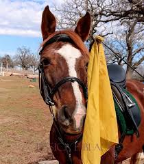 Lunging can be a positive and effective way of working with a horse when it is done in a you don't need to hit your horse with the whip, just twirl it faster. Using A Whip Is Not Horse Abuse It S Communication