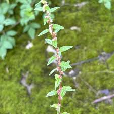 Image result for Pouzolzia parasitica