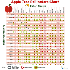 Apple tree spacing chart midwest fruit trees in your. Pollination Charts For Fruit Bearing Trees And Shrubs My Garden Life