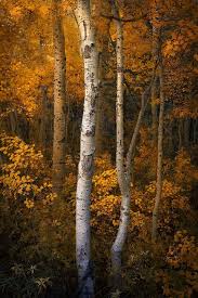 October Autumn Night In The Woods Autumn Scenes Nature Beautiful Tree