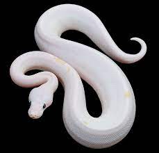 Pin By Zoe B On Snakes Ball Python Reptiles And Amphibians Pet Id