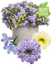 No flopping, unlike some panicle hydrangeas! Neptune Recipe National Plant Of The Year