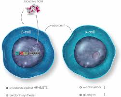 Figure 1 hgh 3d structure. Human Growth Hormone In Transgenesis A Growing Problem Diabetes