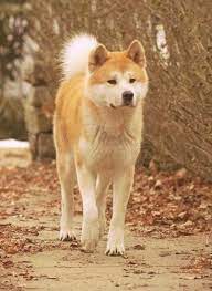 Japanese Akita The Real Japan Real Japan Animal Animals Japan Japanese Animal Deer Duck Bird Cat Neko Cute Dog Inu Crab Akita Inu Akita Sobaki