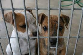 Maybe you would like to learn more about one of these? Animals Rescued From Medford Home Up For Adoption Longisland Com