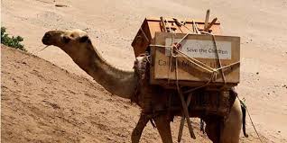 Their wide feet allow the weight of their body to act on a larger surface of land reducing the pressure exerted on the land by the camel. Covid 19 A Camel Library Takes Remote Learning To New Levels Save The Children