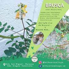 Brusca Una De Mis Consentidas Mis Mihuertoaltuyo Ve Facebook