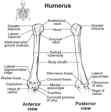 Narrowing of the radius between the head the the radial tuberosity. Bones Of The Upper Limb Anatomy And Physiology I