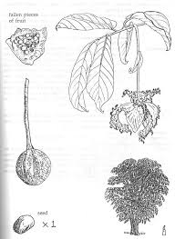 Image result for Monodora grandidieri