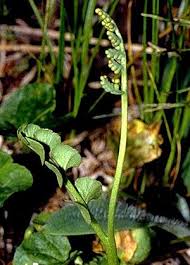 Image result for Ophioglossum thomasii