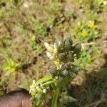Image result for Exacum oldenlandioides