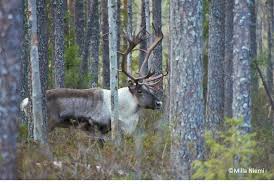 You might also be interested in coloring pages from. Bringing Back The Wild Forest Reindeer Close Encounters Of The Natural Kind