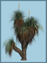 Image result for Xanthorrhoea australis