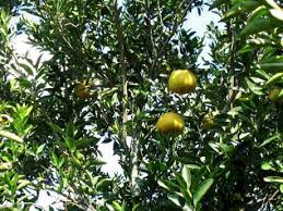 Maybe you would like to learn more about one of these? Ugli Conquers Disease Business Jamaica Gleaner