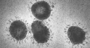 Wie Gefahrlich Ist Das Neue Coronavirus Helmholtz Gemeinschaft Deutscher Forschungszentren