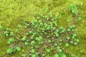 Image result for Haloragaceae