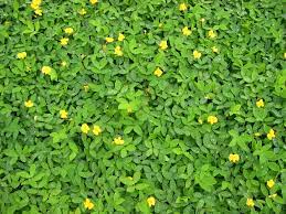 Central Florida Landscape Plants Turfgrass Alternatives Offer Residents Additional Groundcover Choi Ground Cover Plants Florida Landscaping Florida Gardening