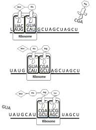 Protein synthesis worksheet genetic code is redundant three stop codons universal genetic code aminoacyl trna synthetase. Decoding Dna Modeling Protein Synthesis Ks Corn