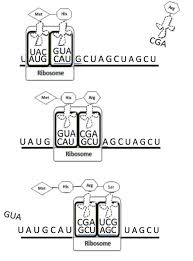 In most cases, promoters exist. Decoding Dna Modeling Protein Synthesis Ks Corn