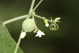 Image result for Zehneria scabra