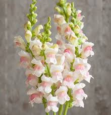Potomac Appleblossom Snapdragon Seed Johnny S Selected Seeds Snapdragon Flowers Flower Seeds Flower Farm