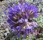 Image result for Hydrophyllaceae