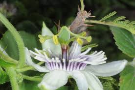 Image result for Passiflora morifolia