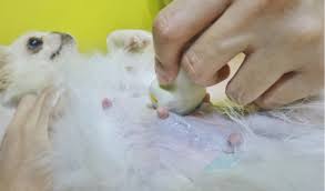Interestingly, during gestation, puppies' livers aren't functional. Portosystemic Shunts In Dogs Petcoach
