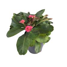 Image result for Euphorbia lissosperma