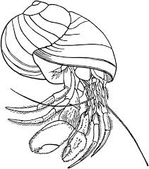 Free Hermit Crab Coloring Pages Animal Coloring Pages Horse Coloring Pages Crabs Animal