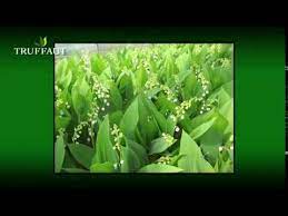 En ce premier mai, on offre des brins de muguet. Le Muguet Planter Et Entretenir Ses Brins De Muguet Ou Muguet En Pot Truffaut Youtube