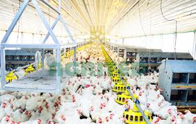 agrited essential tips for growing excellent broilers