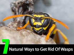 Locate and assess the wasp nest in house siding because wasps can sting when they feel threatened, it's important to get the job done swiftly and efficiently, as botching the nest extraction can only agitate the wasps into swarming and going on the attack. 7 Natural Ways To Get Rid Of Wasps Homestead Survival Get Rid Of Wasps Wasp Plant Care Today