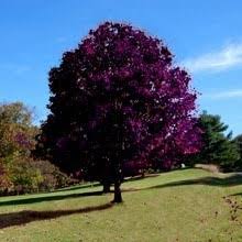 Check spelling or type a new query. Crimson King Maple For Sale Online The Tree Center