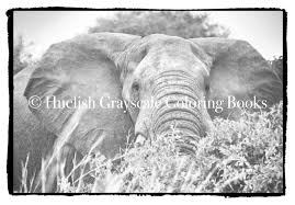 Below color photos are obtained using colorsurprise ai pixbim software. Downloadable Grayscale Coloring Pack Nine African Animal Coloring Pages From Beautiful Creatures