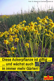 Die pflanzen gelten jedoch als hochgiftig, da sie blausäureverbindungen enthalten. Giftiges Unkraut Selbst De Giftige Pflanzen Unkraut Pflanzen