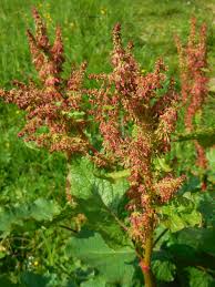 Image result for Rumex ruwenzoriensis
