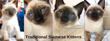 8 cute pictures of siamese cats. Traditional Siamese Kittens Home Facebook