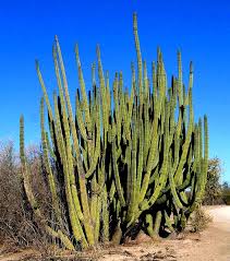 Image result for Anthephora pungens