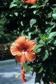 The rose of sharon is different from the dinner plate hibs like lord baltimore or. Hibiscus Identification Walter Reeves The Georgia Gardener