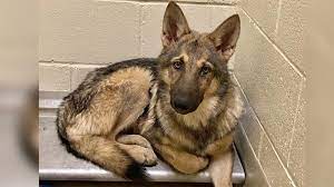 4 gorgeous white german shepherd x pointer puppies for sale. German Shepherd Wolf Hybrid 4 German Shepherd Wolf Hybrids On Loose After Escaping Orange County Enclosure Officials Say Abc11 Raleigh Durham