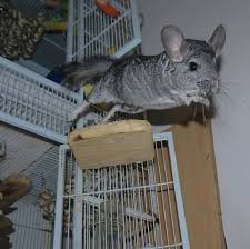 Fourth, there are better chinchilla sound sites out there. What To Know About A Chinchilla Pet How To Care For A Chinchilla