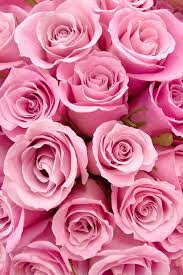 Pin By Lucelma On Luxury Pink Flowers Pink Roses Flowers