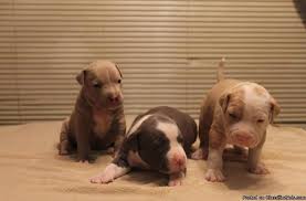 If you are looking for bully puppies for sale, we have the highest quality xl puppies with size, mass, head, and the temperament to fit nicely into any home and lifestyle. Purple Ribon Ukc Xl Bully Pitbull Puppies For Sale In Austin Texas Classified Americanlisted Com