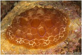 Image result for Pleurostylia africana