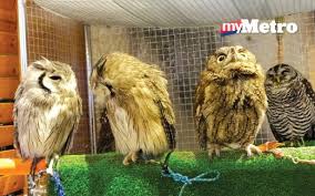 Udahlah, tadi cuma kebetulan aja aku lewat. Kafe Burung Hantu Harian Metro