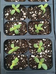 Grow Zinnia Seedlings Directly Sowing Family Food Garden Food Garden Zinnias Seedlings