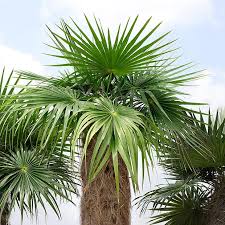 Image result for Coccothrinax